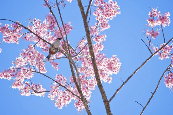 Fågel och rosa sakura — Stockfoto