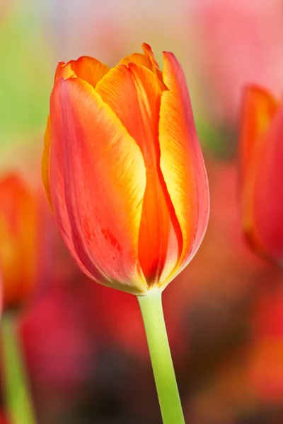 Tulpe — Stockfoto