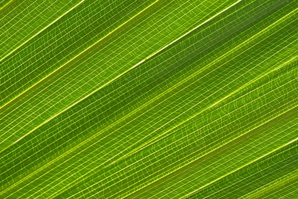 Leaf texture — Stock Photo, Image