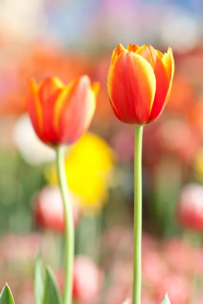 Tulpe — Stockfoto