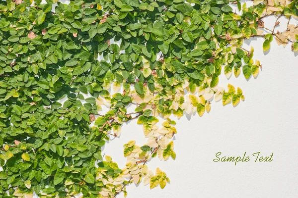 Ficus pumila leaves wall background — Stock Photo, Image