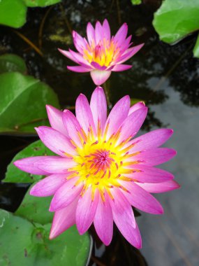 Lotus çiçeği.