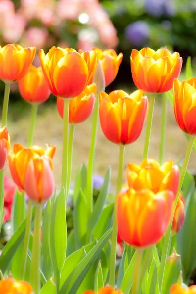 Tulpe — Stockfoto