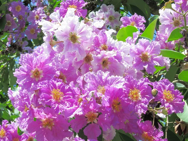 Lagerstroemia speciosa — Stock Photo, Image