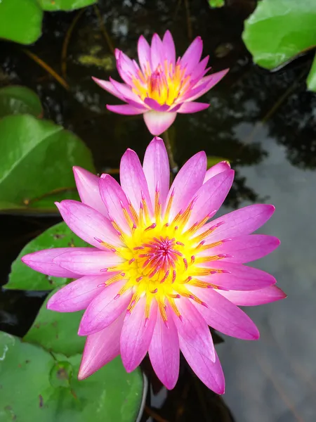 Lotus flower — Stock Photo, Image