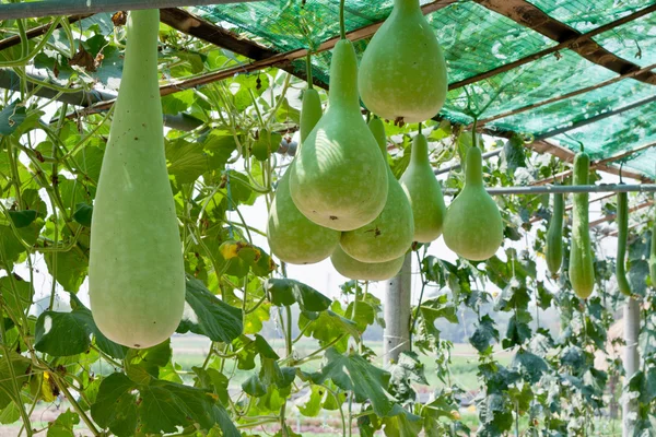 Bottle gourd and winter melon — Stock Photo, Image