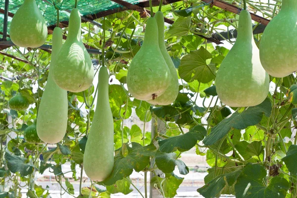 Bottle gourd and winter melon — Stock Photo, Image