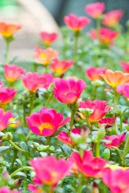 ortak Semizotu çiçek