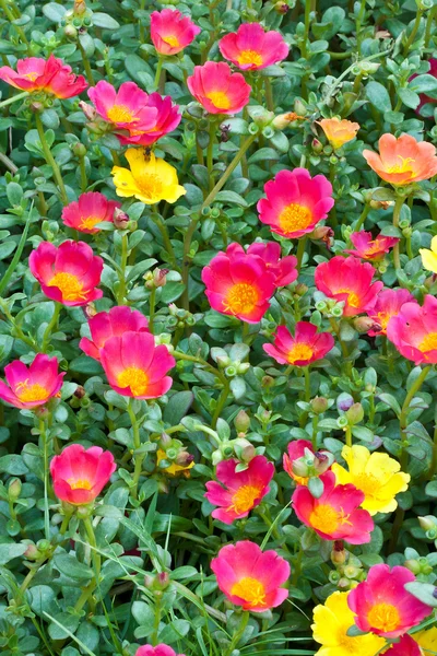 Common Purslane flower — Stock Photo, Image