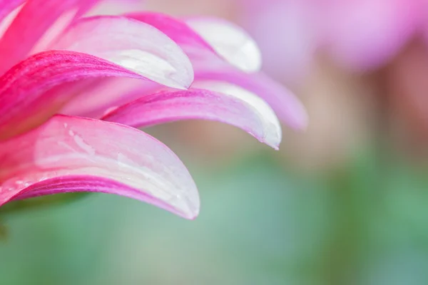 Pétala de flor zinnia . — Fotografia de Stock