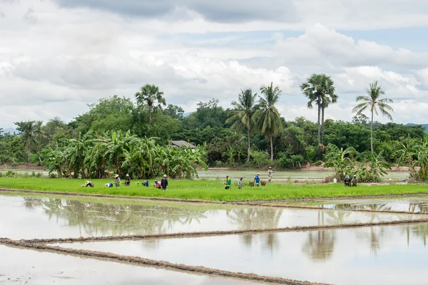 Los agricultores están cultivando . —  Fotos de Stock