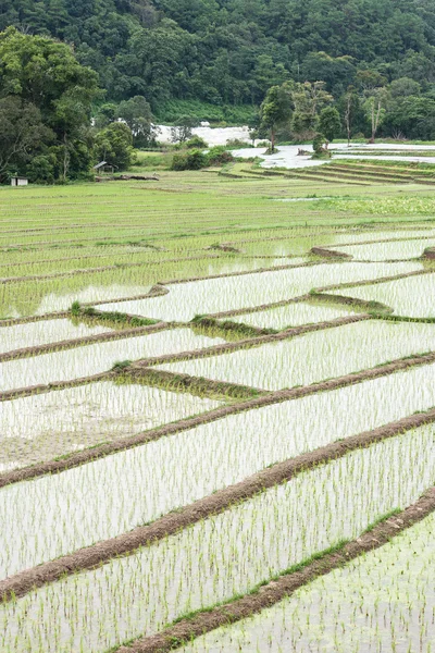 Hermosa terraza de campo de arroz verde en Tailandia . —  Fotos de Stock