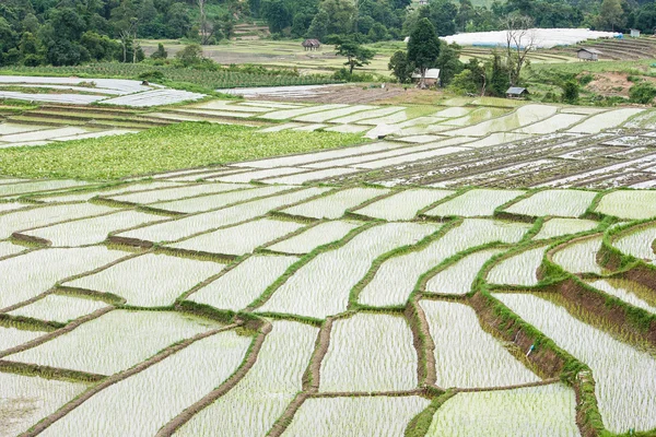 Krásné zelené rýžové pole terasa v Thajsku. — Stock fotografie