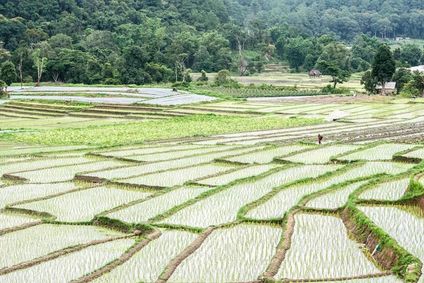 Krásné zelené rýžové pole terasa v Thajsku. — Stock fotografie