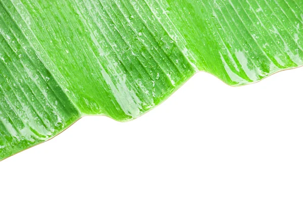 Closeup of green banana leaf. — Stock Photo, Image