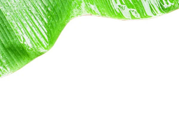 Primo piano di foglia di banana verde . — Foto Stock