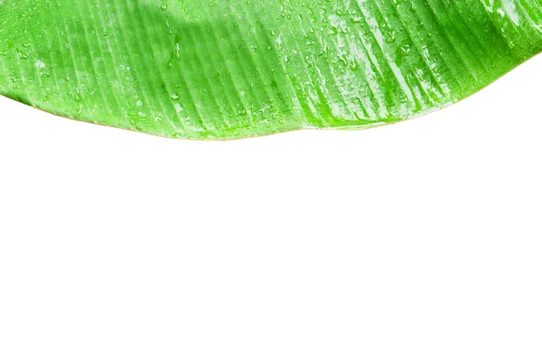 Primo piano di foglia di banana verde . — Foto Stock