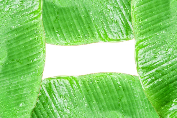 Closeup of green banana leaf. — Stock Photo, Image