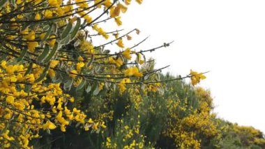 Portuguese broom, Cytisus striatus, hairy-fruited broom. Madeira, Portugal