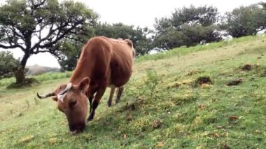 Brown cow grazing grass in Fanal Forest, Madeira island.