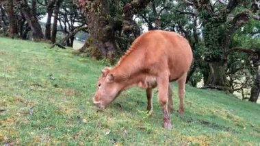 Brown cow grazing grass in Fanal Forest, Madeira island.
