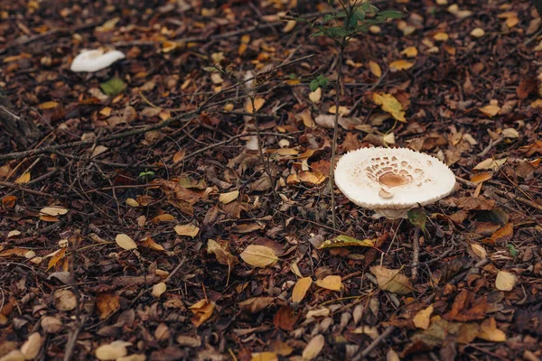 香菇在干枯落叶中新鲜蘑菇 秋天森林里的白色不可胜数的食用菌 香槟狩猎季节 — 图库照片