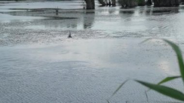 Göl suyunun üzerinde uçan kuş küçük balıkları, kızartmaları ya da böcekleri avlıyor. Bataklık yaban hayatı ve kuş bilimi.