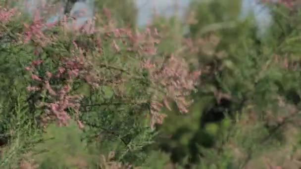 Beautiful Tender Pink Buds Tamarix Bush Branches Spring Blossoming Concept — Stockvideo