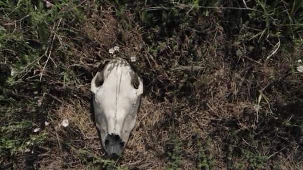 Kuraklık Susuzluk Yüzünden Kurak Sıcak Iklim Bölgesinde Çiftlik Hayvanlarının Nesli — Stok video