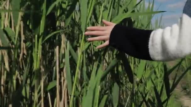 Female Hand Knit Sweater Touching Green Reeds Close Shot Camera — Stockvideo
