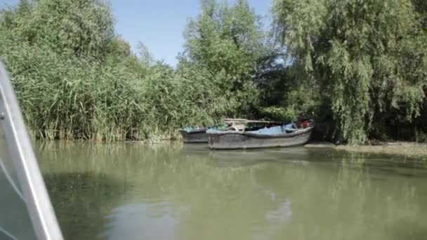 Vacker Utsikt Över Floden Och Grön Natur Med Blå Himmel — Stockvideo