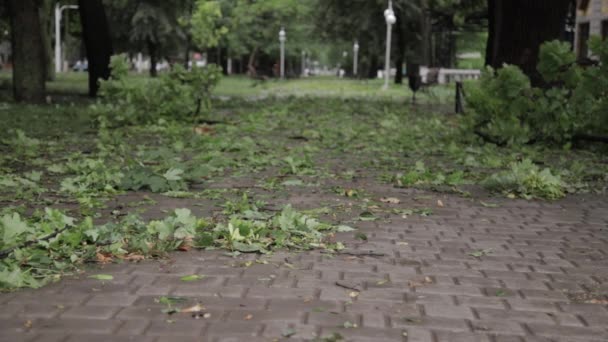 Parque Con Hojas Verdes Caídas Ramas Sacudidas Por Viento Tormenta — Vídeo de stock