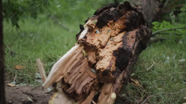 Grote Boom Tak Gebroken Gevallen Groen Gazon Het Stadspark Gebladerte — Stockvideo