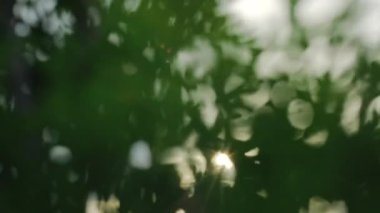 thuja, ağaç fidanlığındaki thuya çalısı. Gün batımı ışığında parlayan küçük kozalaklı ağaç. Dekoratif bitki çiftliği. Yakın çekim el kamerası.