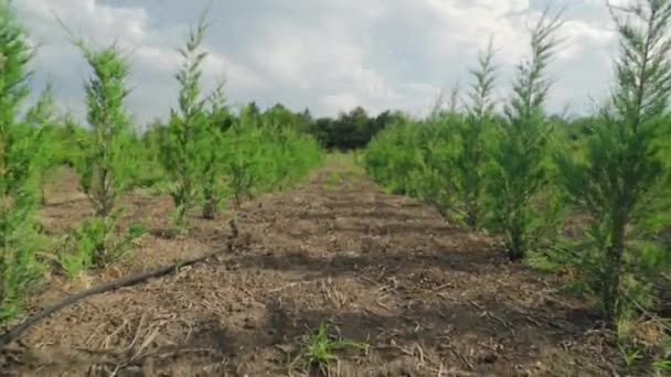 Filas Abeto Thuja Thuya Arbustos Ciprés Granja Viveros Árboles Pequeñas — Vídeo de stock