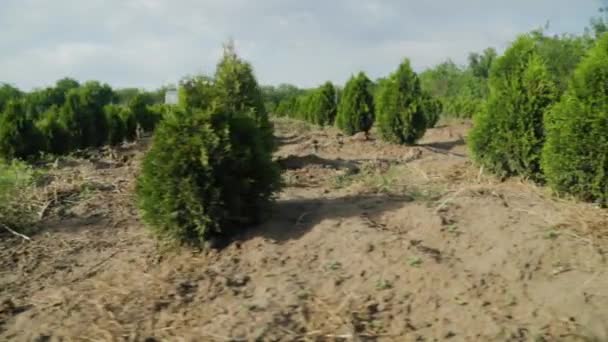Spruce Thuja Ağaç Fidanlıklarında Thuya Çalıları Satılık Küçük Kozalaklı Ağaç — Stok video