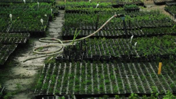 Pequenas Mudas Coníferas Decíduas Vaso Estão Sendo Regadas Fazenda Viveiros — Vídeo de Stock