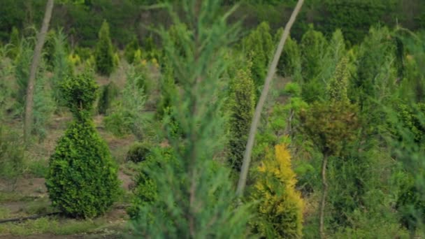 Spruce Thuja Thuya Çalıları Ağaç Fidanlığındaki Ocaklar Satılık Küçük Kozalaklı — Stok video