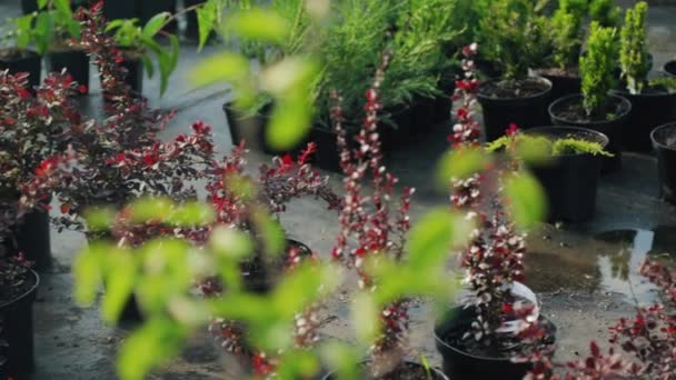盆栽的覆盆子 冷杉或云杉 沙士或沙士 果树苗圃上的柏树灌木 小针叶树幼苗 装饰植物园 — 图库视频影像