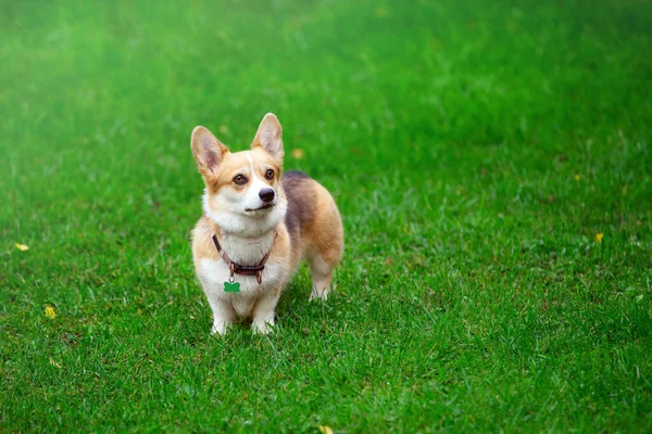 Corgi Kutyák Sétálnak Zöld Gyepen Őszi Nap — Stock Fotó