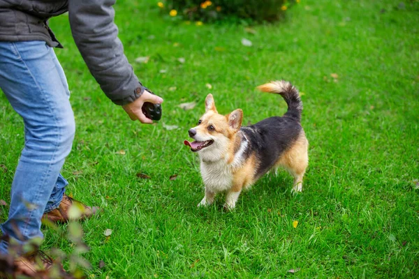 Corgi köpekleri yeşil çimlerde yürüyor, sonbahar günü.