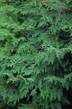 Yoğun yeşillik ve thuja dalları, arka plan için bir bitki deseni