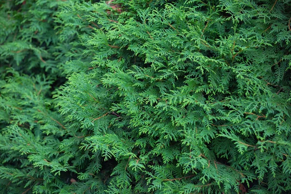 Tät Lövverk Och Grenar Thuja Växt Mönster För Bakgrunden — Stockfoto