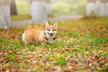 Genç bir Corgi köpeği sonbahar parkında sahibiyle yürüyor.