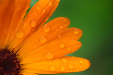 Gerbera ve Calendula 'nın sonbahar çiçekleri yakın plan, makro