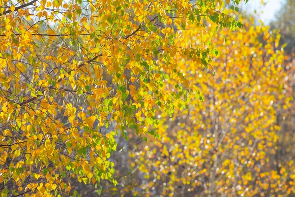 Birkenzweige Mit Gelben Herbstblättern Auf Blauem Himmel — Stockfoto