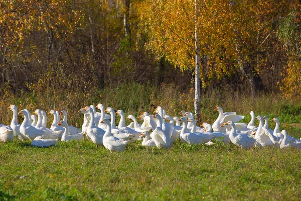 秋天的早晨 一群家养的白鹅在草坪上 树上有树 — 图库照片