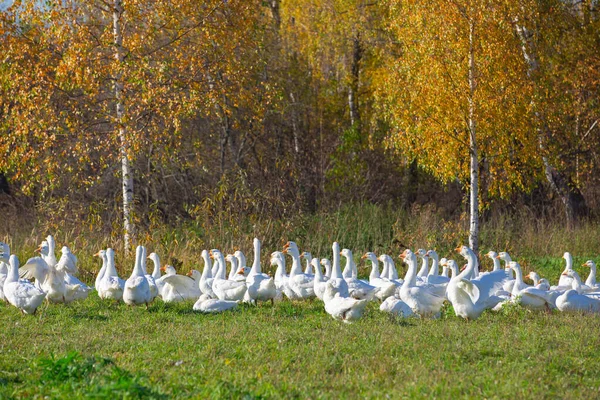 Flock Tamgäss Gräsmatta Med Träd Höstmorgon — Stockfoto
