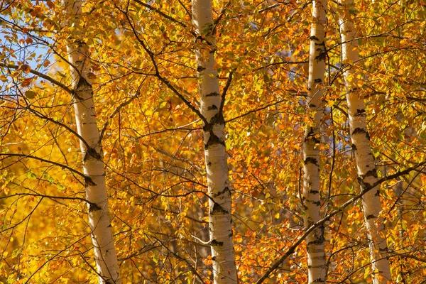 Mavi arka planda sarı sonbahar yapraklı huş dalları