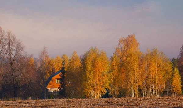 Outono Paisagem Com Vidoeiros Amarelos Uma Casa Laranja Campo Arado — Fotografia de Stock